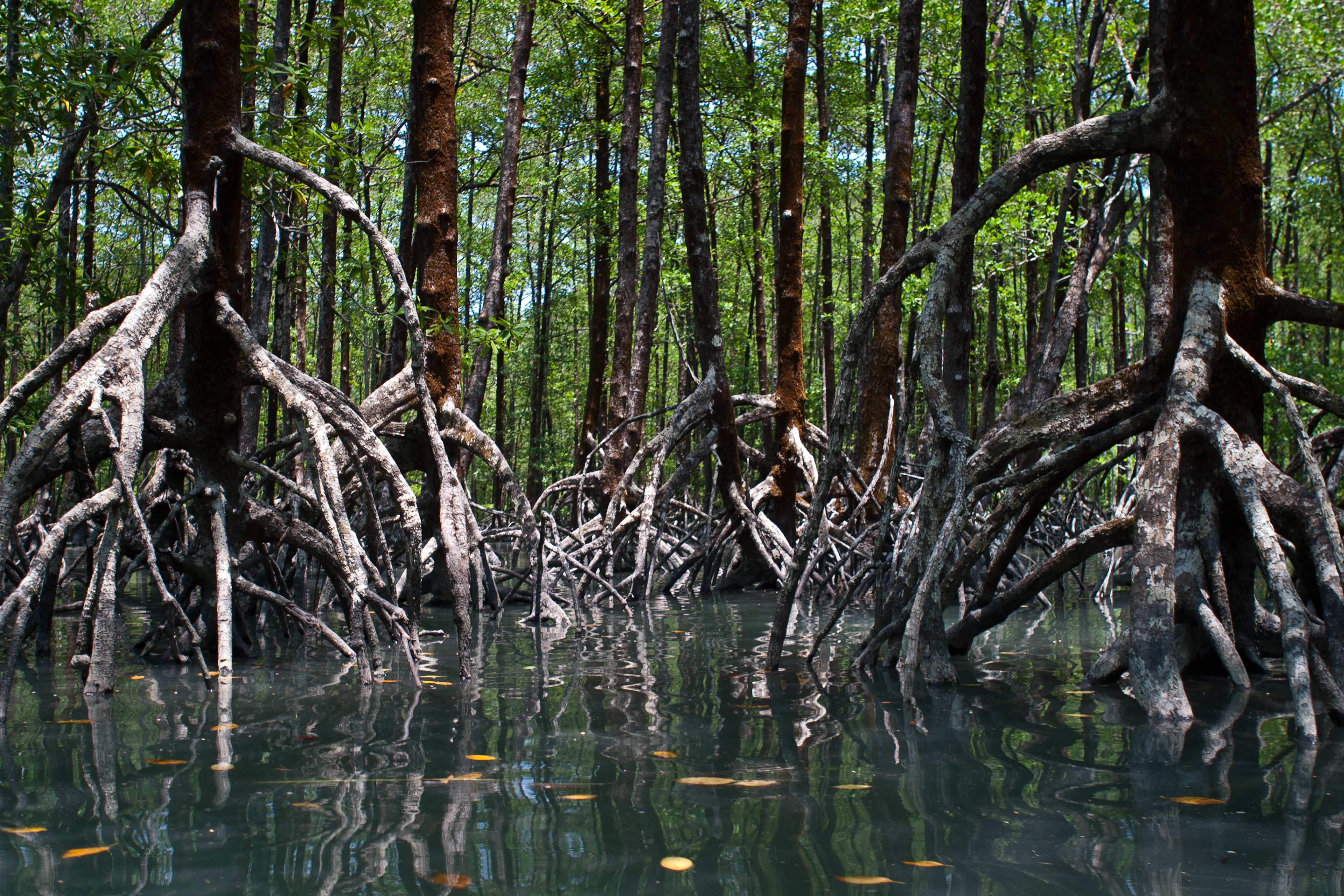 Blue Economy Webinar Understanding Coastal Blue Carbon in the Seas of East Asia