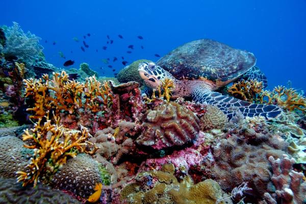 Celebrating the oceans of the Philippines this May