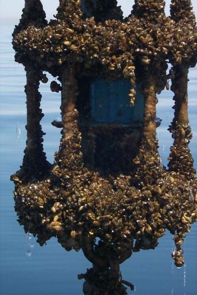 PEMSEA joins global effort to address biofouling